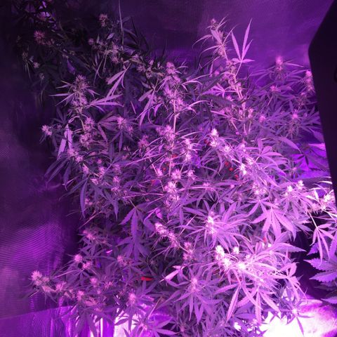 Cheese growlog timeline photo