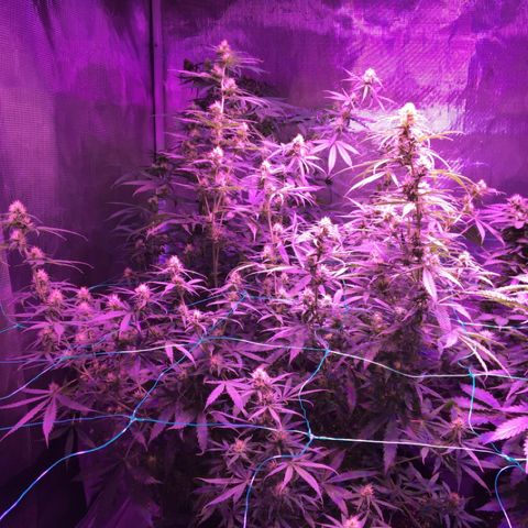 Cheese growlog timeline photo