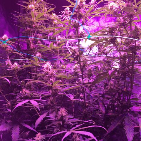 Cheese growlog timeline photo