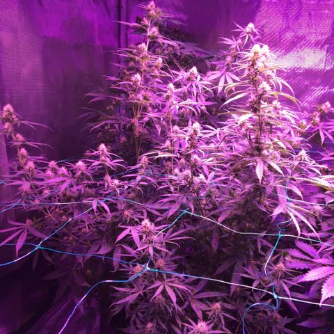 Cheese growlog timeline photo