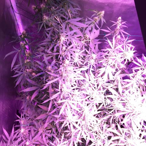 Cheese growlog timeline photo