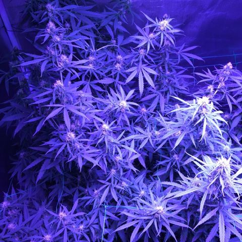 Cheese growlog timeline photo