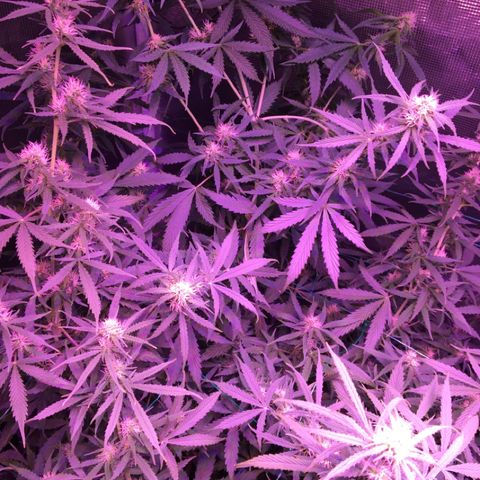Cheese growlog timeline photo