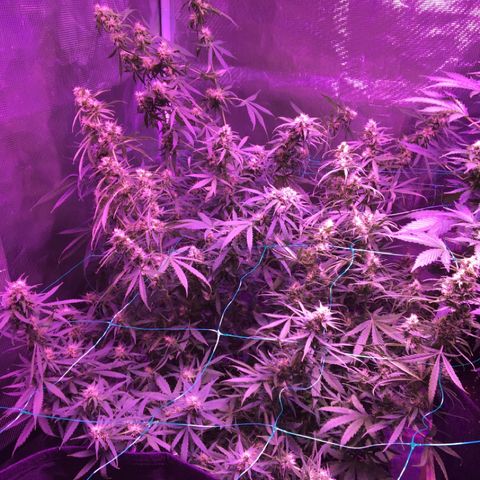 Cheese growlog timeline photo
