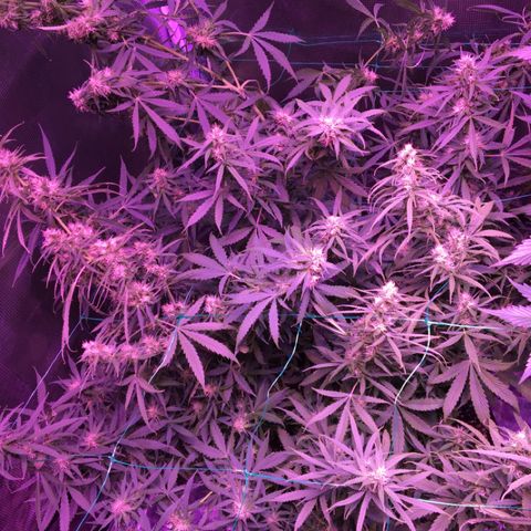 Cheese growlog timeline photo