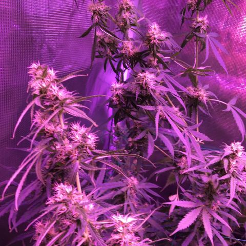 Cheese growlog timeline photo