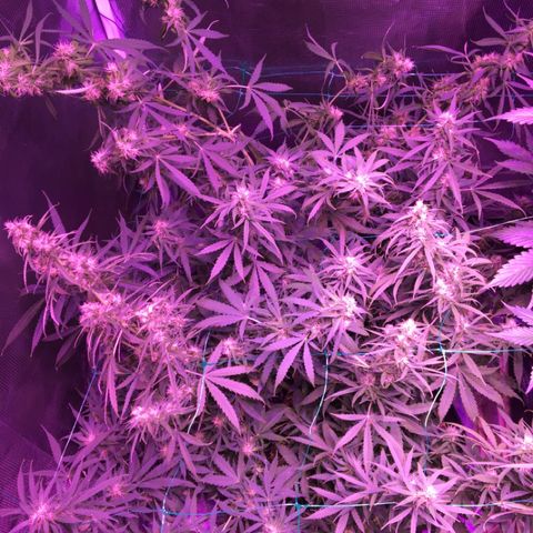 Cheese growlog timeline photo