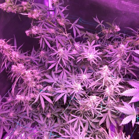 Cheese growlog timeline photo