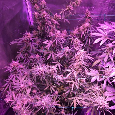 Cheese growlog timeline photo