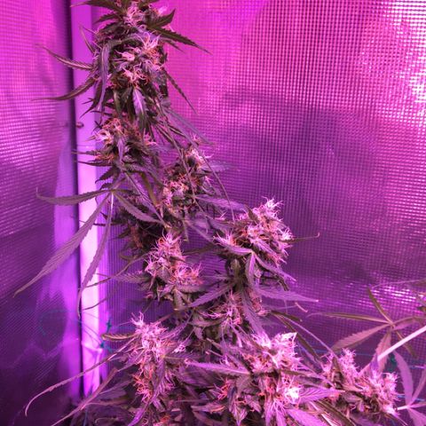 Cheese growlog timeline photo