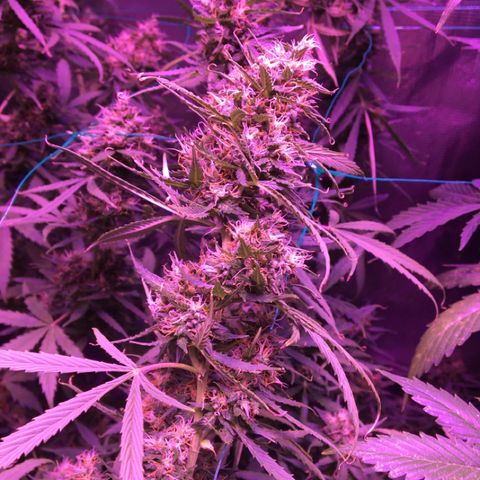 Cheese growlog timeline photo