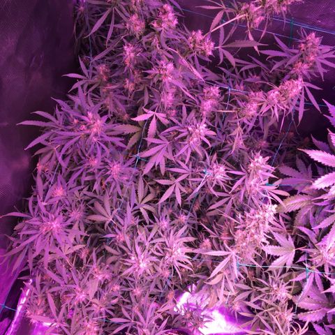 Cheese growlog timeline photo