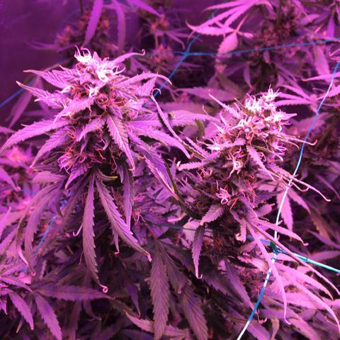 Cheese growlog timeline photo