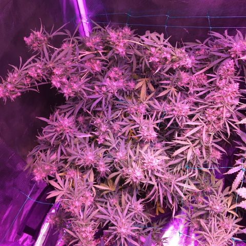 Cheese growlog timeline photo