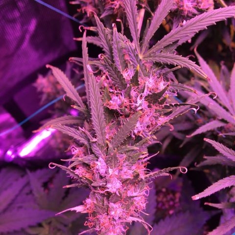 Cheese growlog timeline photo
