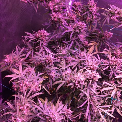 Cheese growlog timeline photo