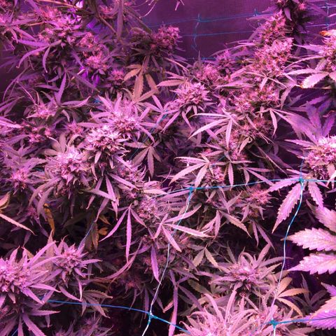 Cheese growlog timeline photo