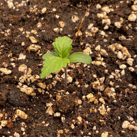 Original Auto Amnesia Haze growlog timeline photo