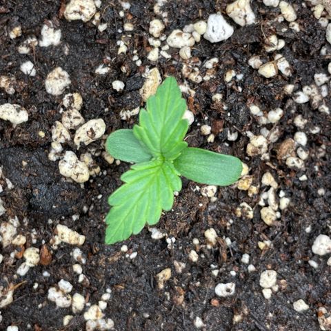 Original Auto Amnesia Haze growlog timeline photo