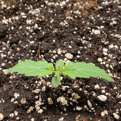 Original Auto Amnesia Haze growlog timeline photo