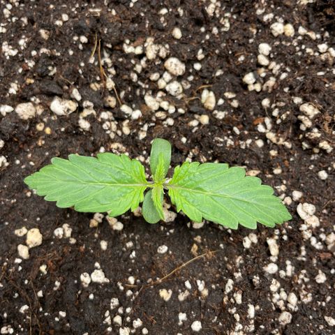 Original Auto Amnesia Haze growlog timeline photo