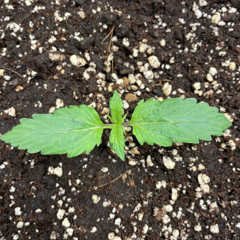 Original Auto Amnesia Haze growlog timeline photo