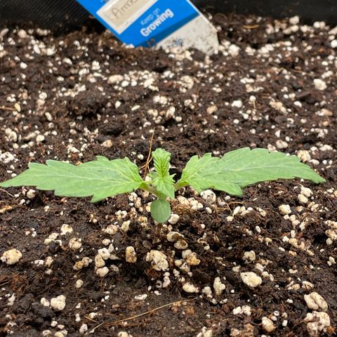 Original Auto Amnesia Haze growlog timeline photo
