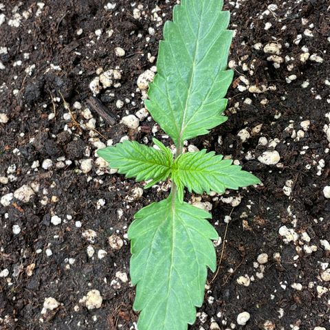 Original Auto Amnesia Haze growlog timeline photo