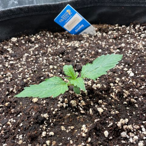 Original Auto Amnesia Haze growlog timeline photo