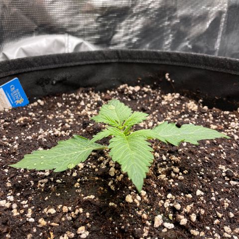Original Auto Amnesia Haze growlog timeline photo