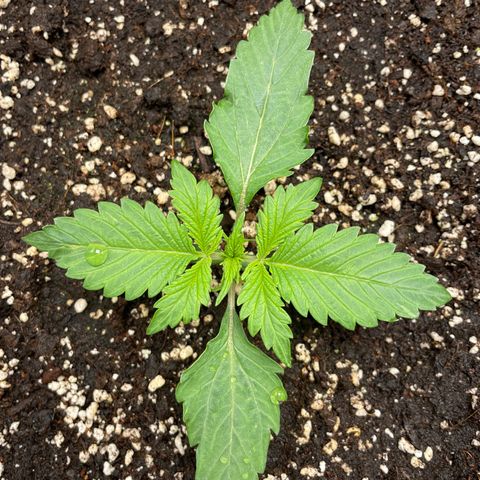 Original Auto Amnesia Haze growlog timeline photo