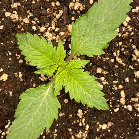 Original Auto Amnesia Haze growlog timeline photo