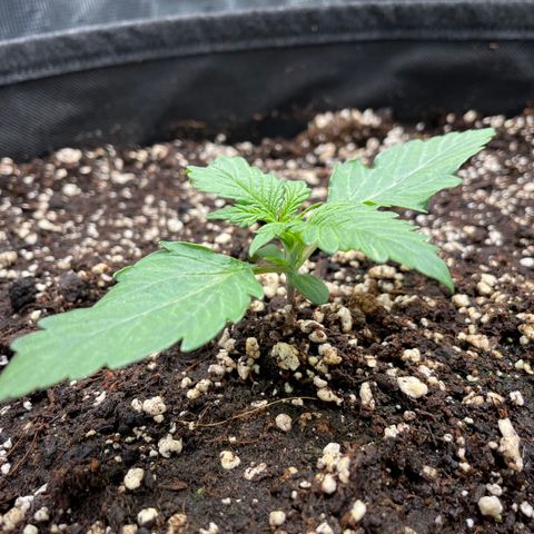 Original Auto Amnesia Haze growlog timeline photo
