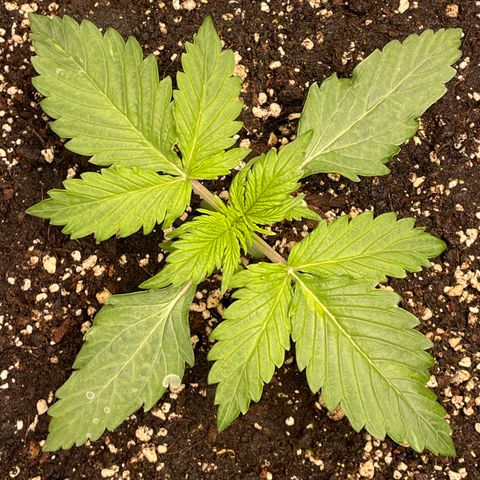 Original Auto Amnesia Haze growlog timeline photo