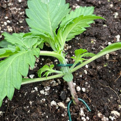 Original Auto Amnesia Haze growlog timeline photo
