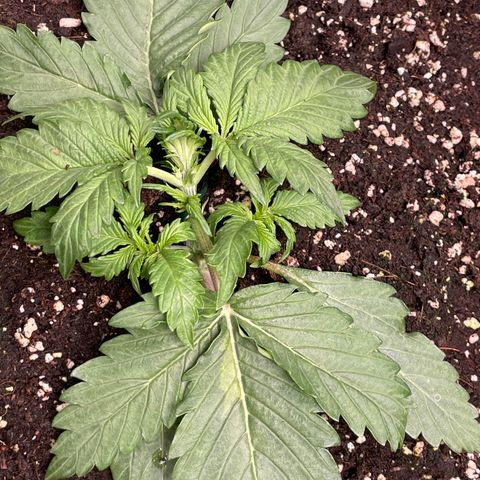 Original Auto Amnesia Haze growlog timeline photo