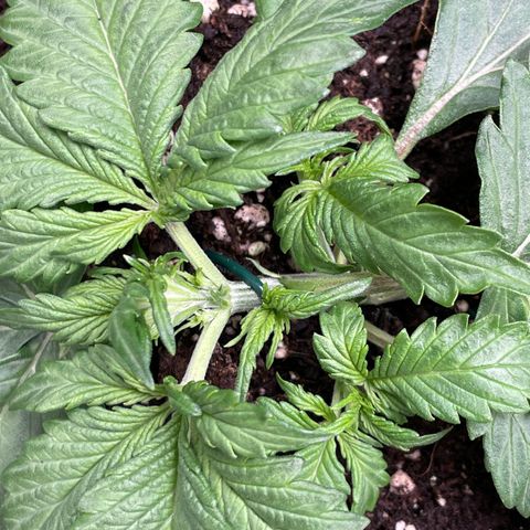 Original Auto Amnesia Haze growlog timeline photo