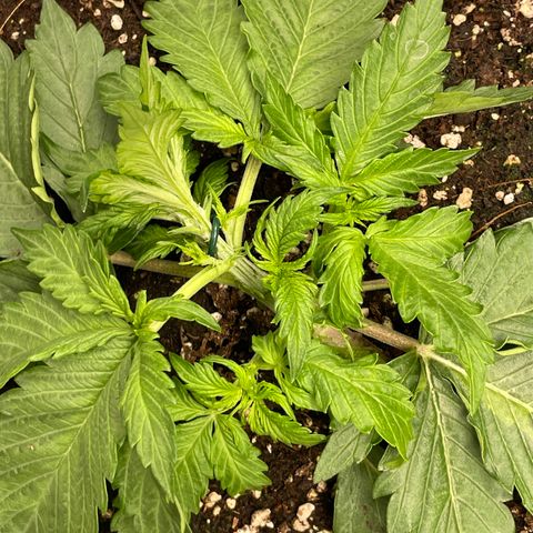 Original Auto Amnesia Haze growlog timeline photo
