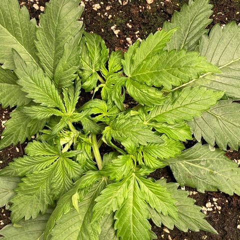 Original Auto Amnesia Haze growlog timeline photo