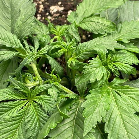 Original Auto Amnesia Haze growlog timeline photo