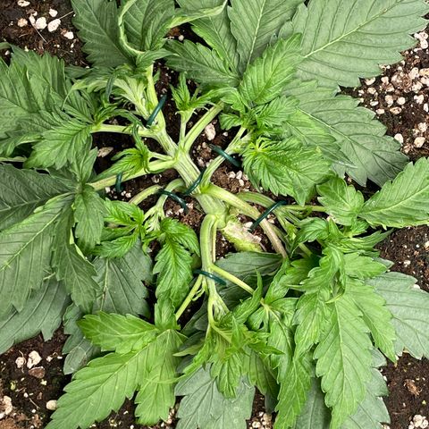 Original Auto Amnesia Haze growlog timeline photo