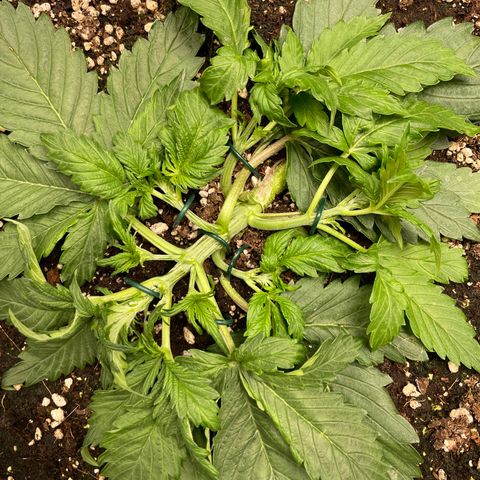 Original Auto Amnesia Haze growlog timeline photo