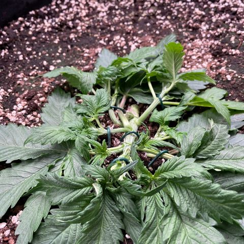 Original Auto Amnesia Haze growlog timeline photo