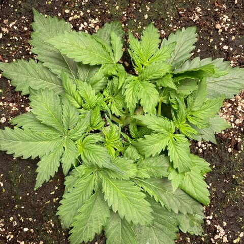 Original Auto Amnesia Haze growlog timeline photo