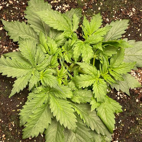 Original Auto Amnesia Haze growlog timeline photo