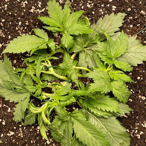 Original Auto Amnesia Haze growlog timeline photo