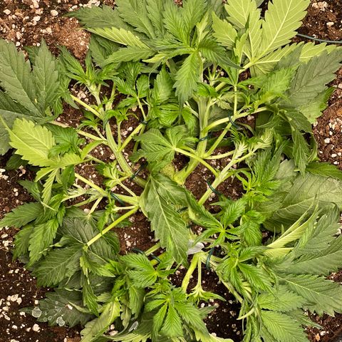 Original Auto Amnesia Haze growlog timeline photo