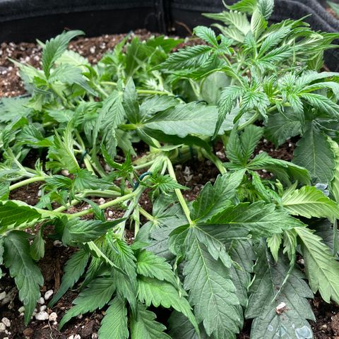 Original Auto Amnesia Haze growlog timeline photo