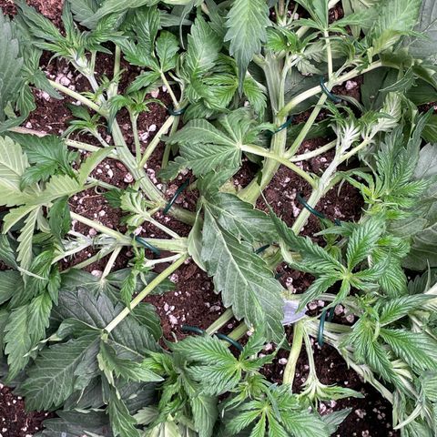 Original Auto Amnesia Haze growlog timeline photo