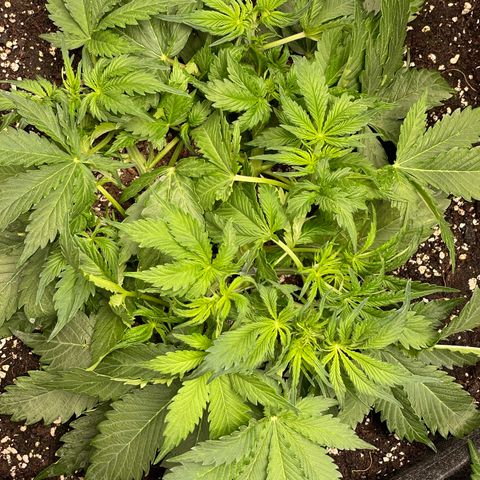Original Auto Amnesia Haze growlog timeline photo